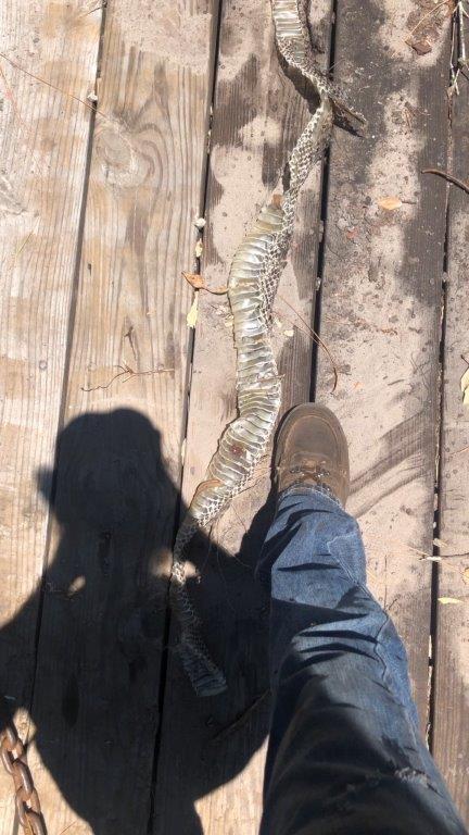 Saint Louis snake skin